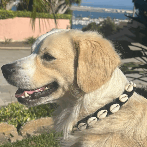 Cowrie Shell Collar