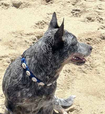 Cattle dog wearing the Classic Cowrie collar, Royal Blue, on the sand