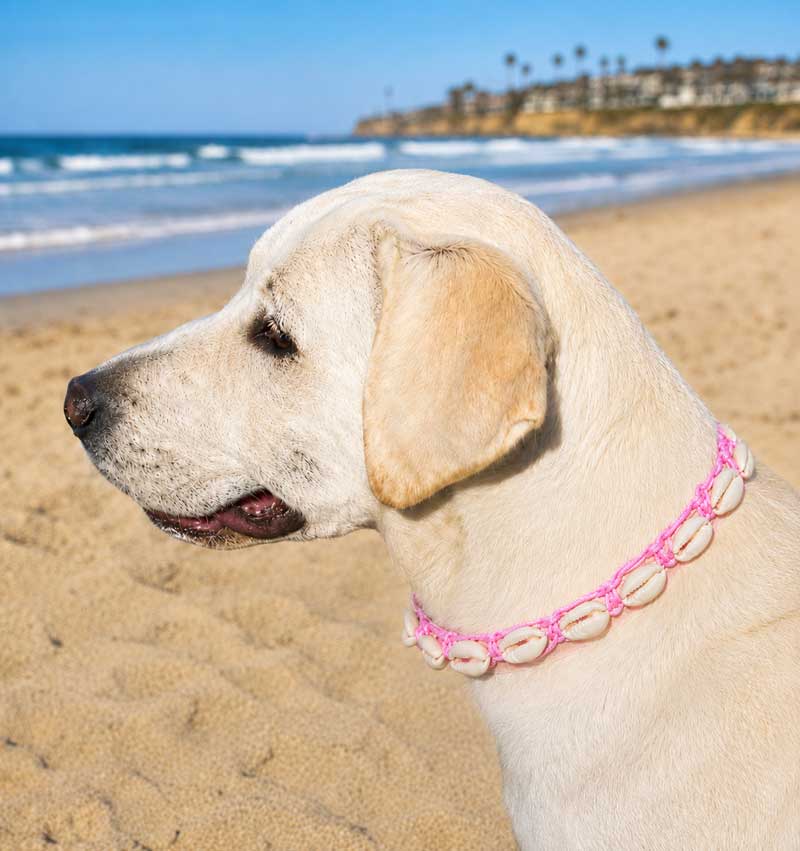 Labrador wearing the Classic Cowrie collar, Pink, on the beach