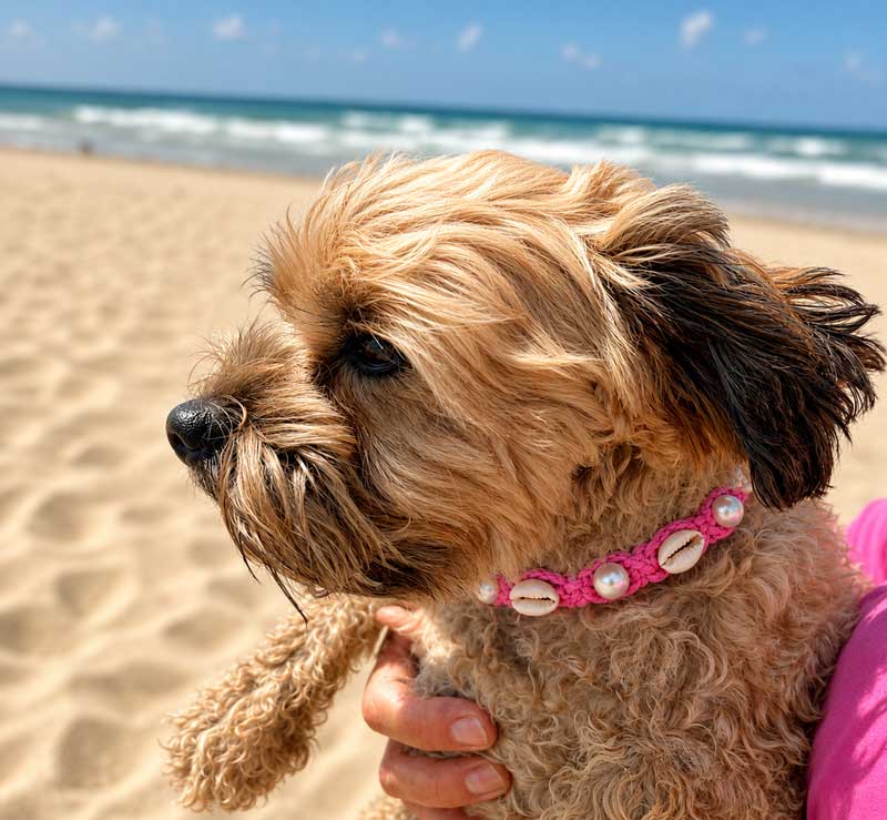 Dog wearing the Cowrie & Pearl collar on the beach