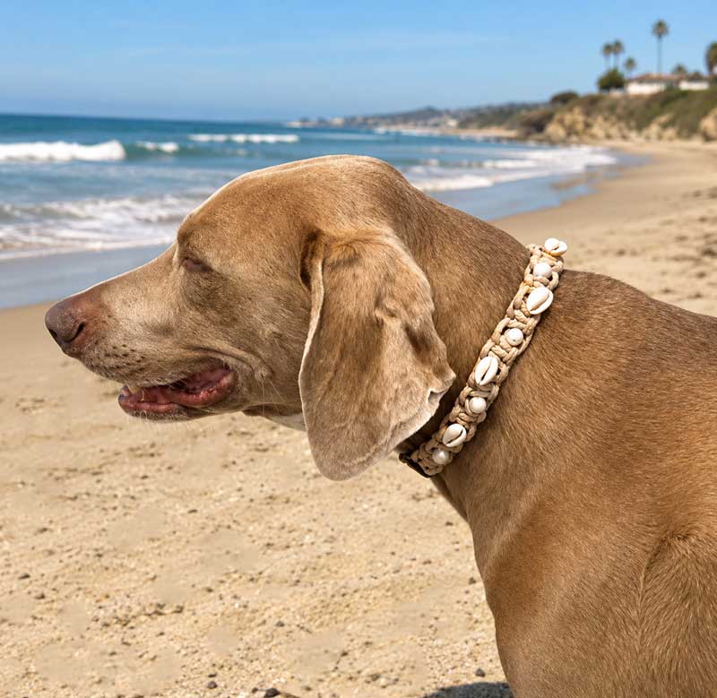 Cowrie & Pearl collar, Sand, styled with shells on the beach