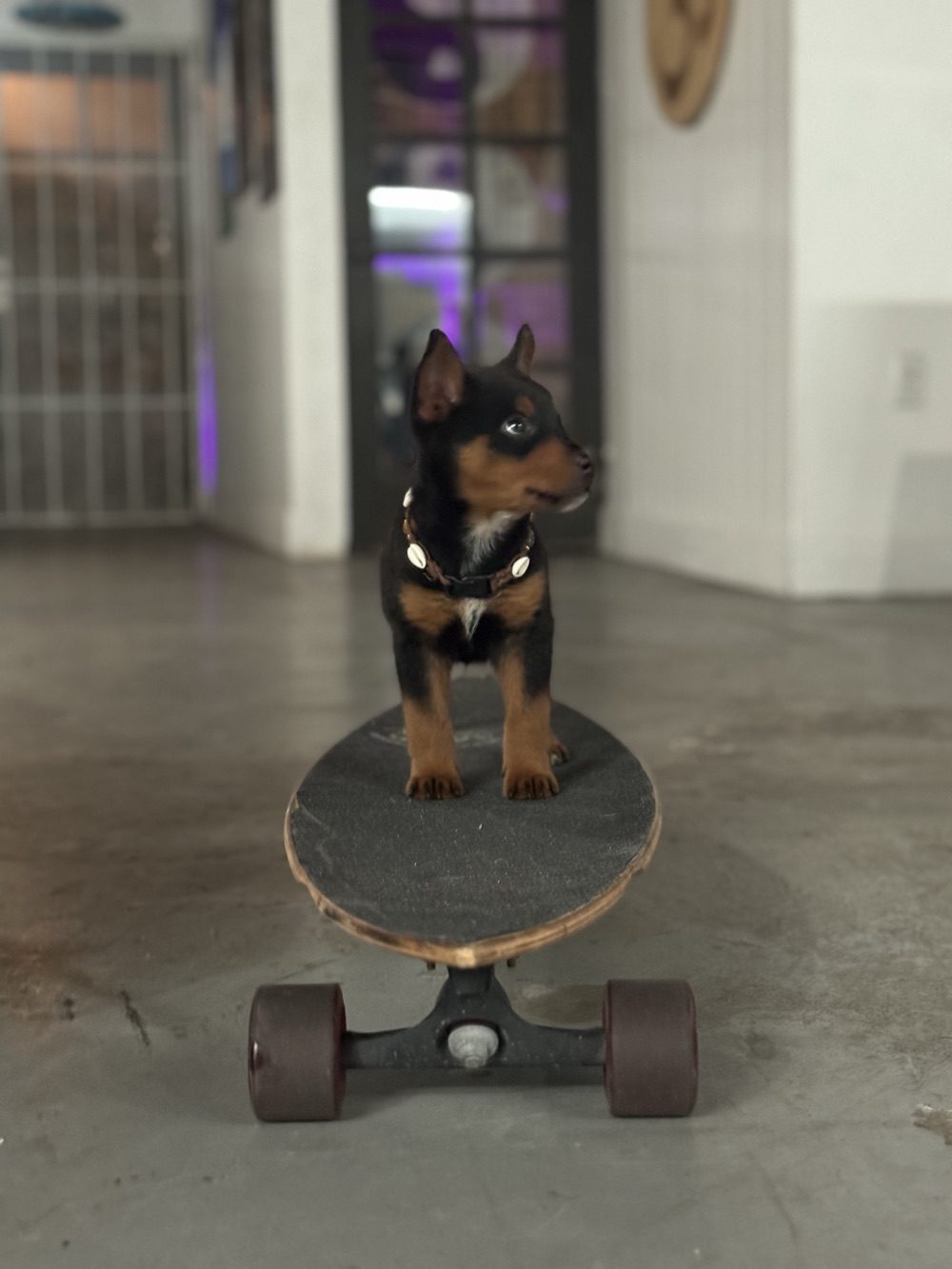 A puppy wearing a cowrie shell collar standing on a skateboard in the shop