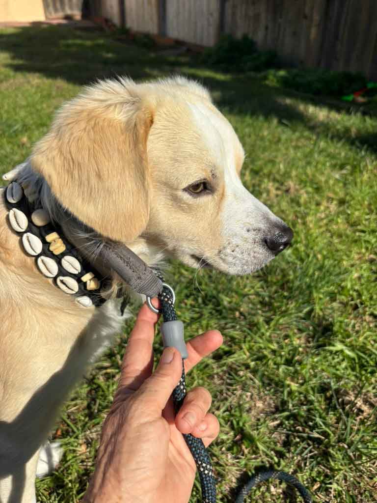 Dog wearing a SurfPup collar alongside a properly fitted harness and leash