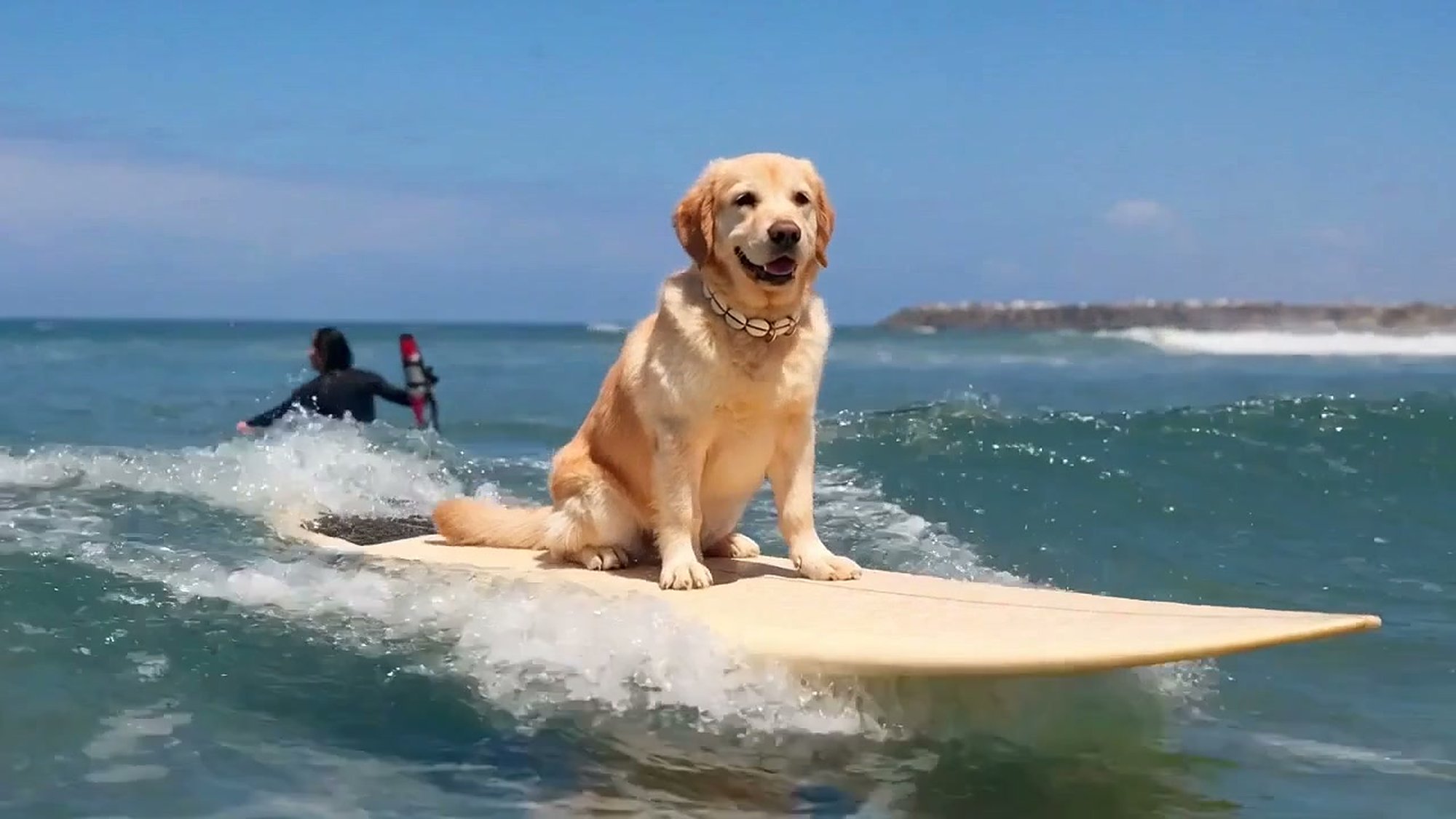 A golden retriever wearing a SurfPup cowrie shell collar, surfing a wave on a surfboard