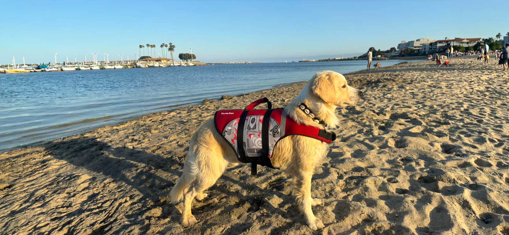 Golden retriever in a life vest on the bay beach at sunset