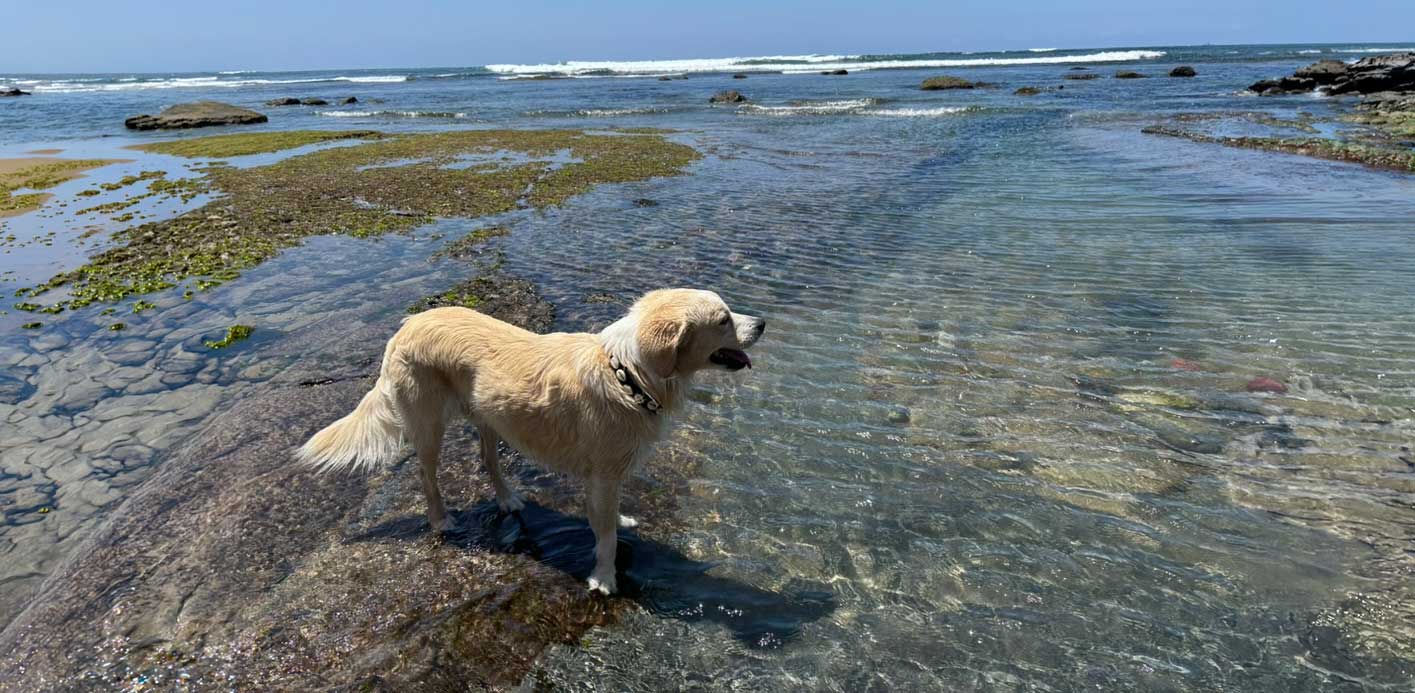 Dog paws in the water at low tide