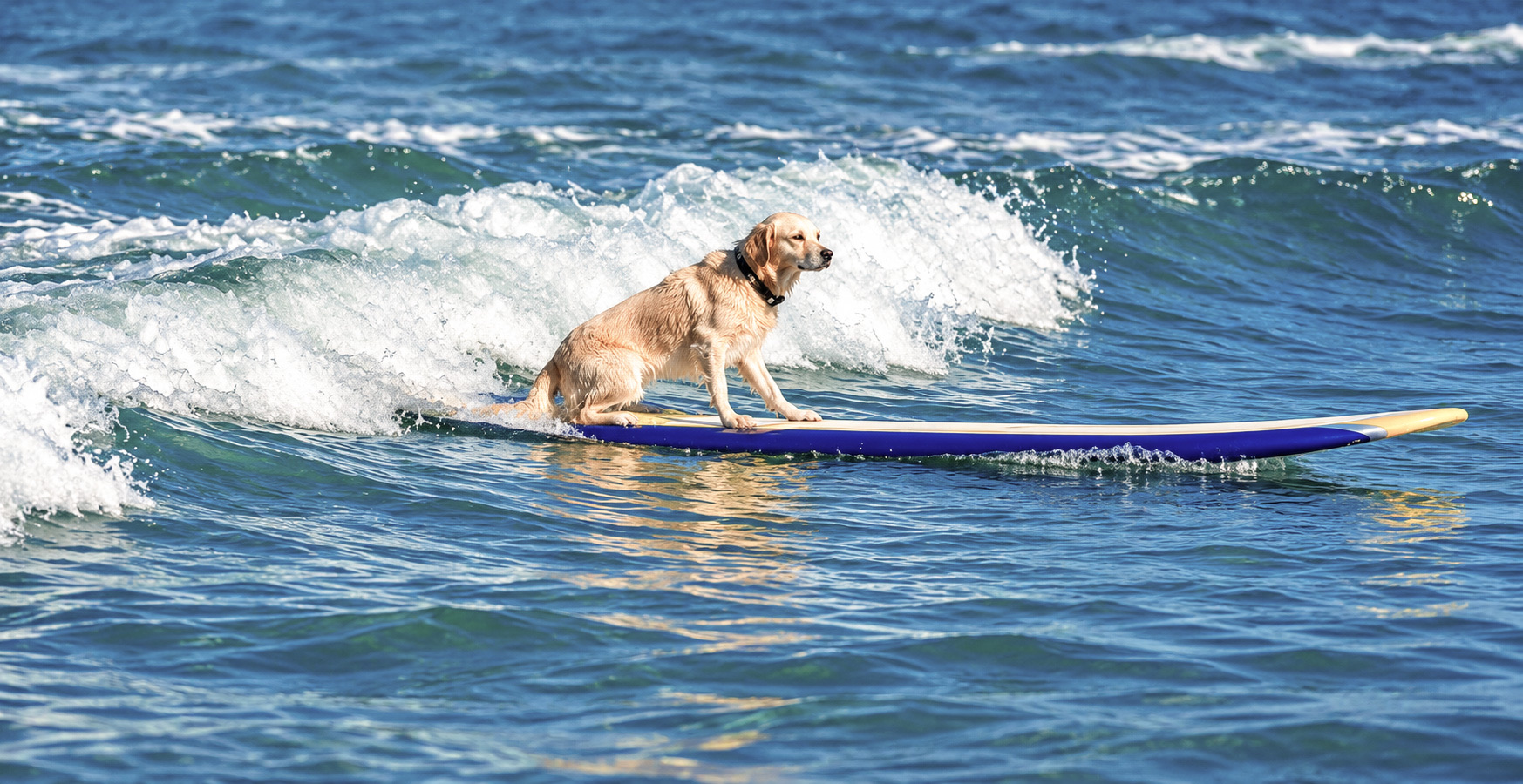 Golden retriever wearing a SurfPup collar, surfing a turquoise wave