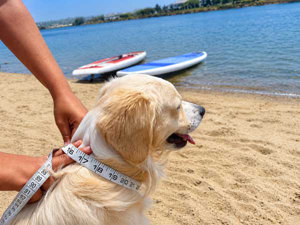 Measuring a dog's neck by hand on the beach for a custom collar fit