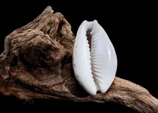 A single white cowrie shell resting on driftwood